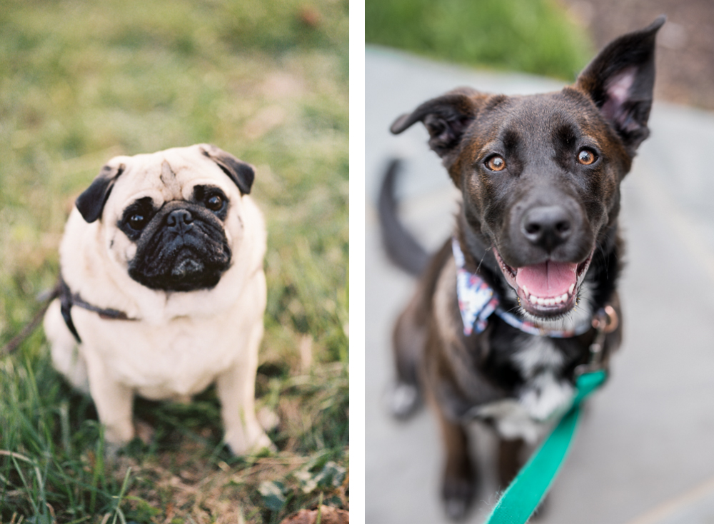 How to Photograph Dogs on an Engagement Session - Hunter and Sarah Photography